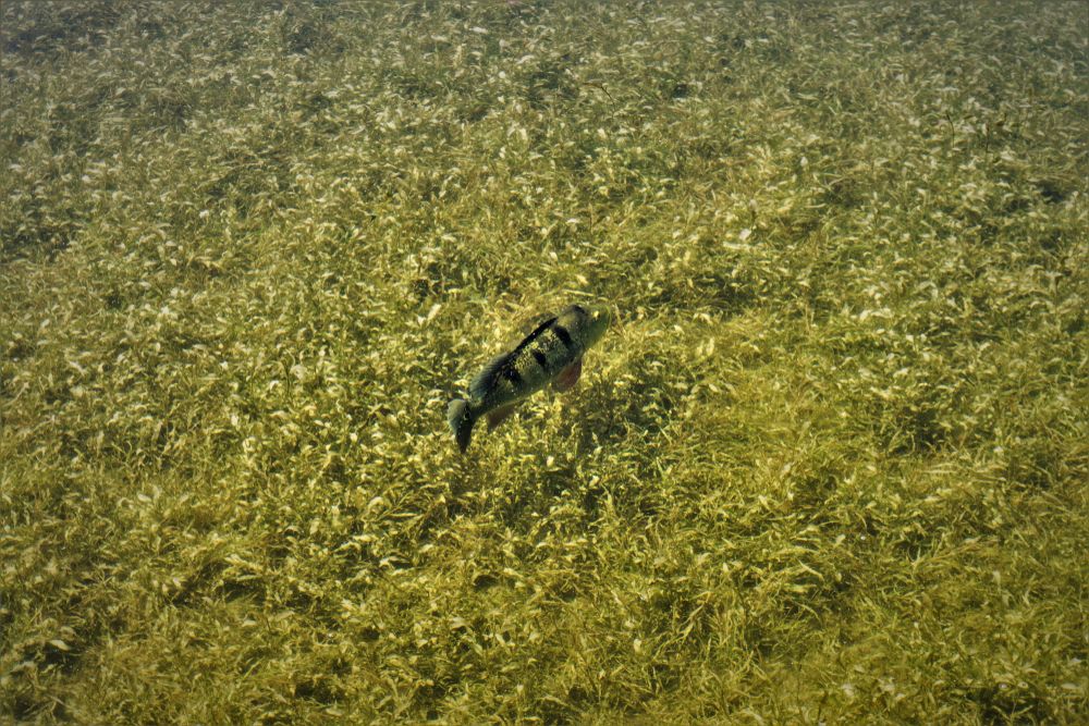 Fish swimming at Tropical Park