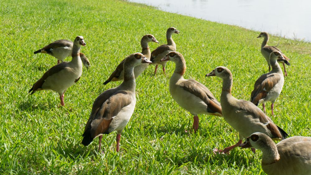 Ducks at Tropical Park