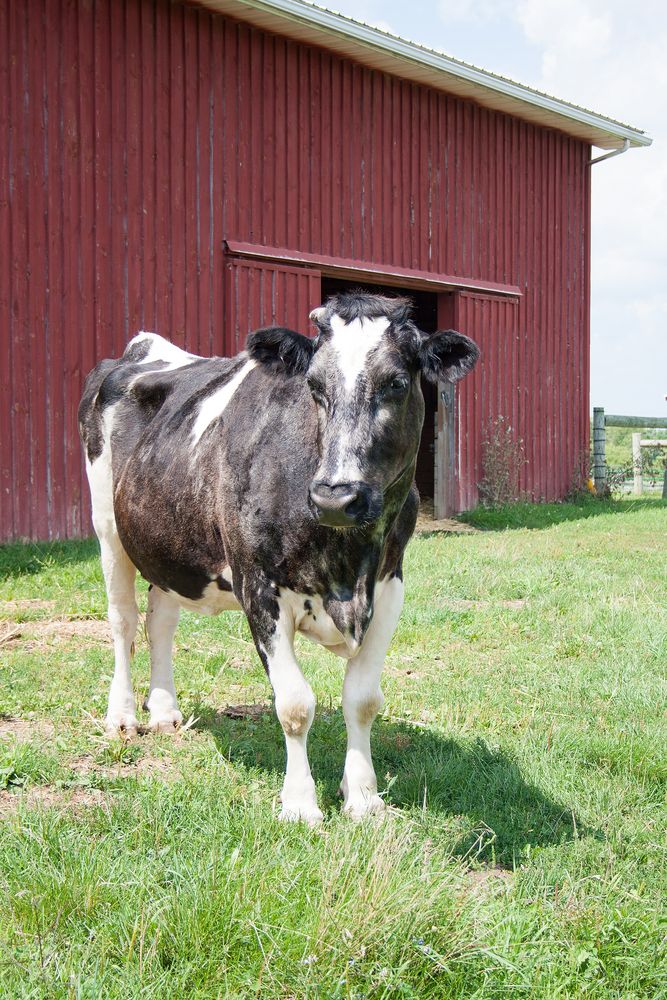 A cow in Farm Sanctuary