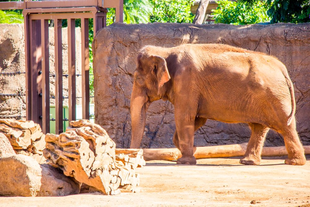 An elephant in Honolulu Zoo