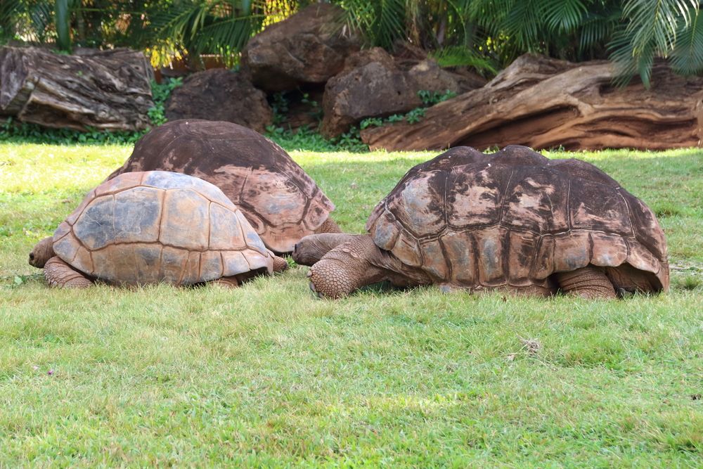 Turtles in Honolulu Zoo