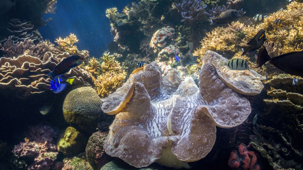 Giant clam surrounded with fish in the Waikiki Aquarium