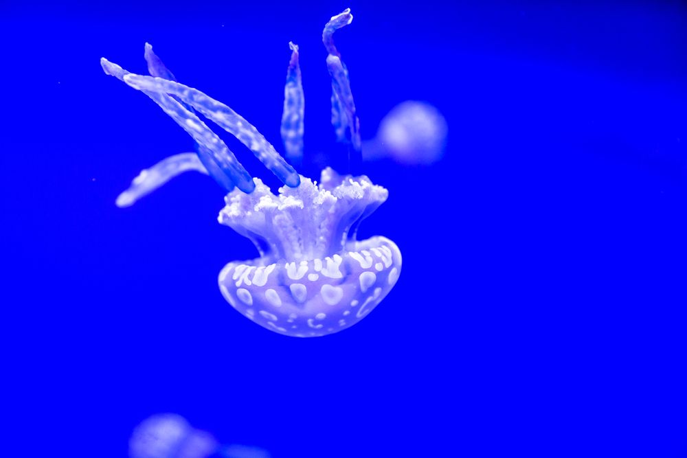 Spotted jellyfish in the Waikiki Aquarium