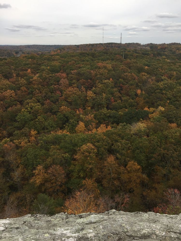 Beautiful trees at Lantern Hill Trail