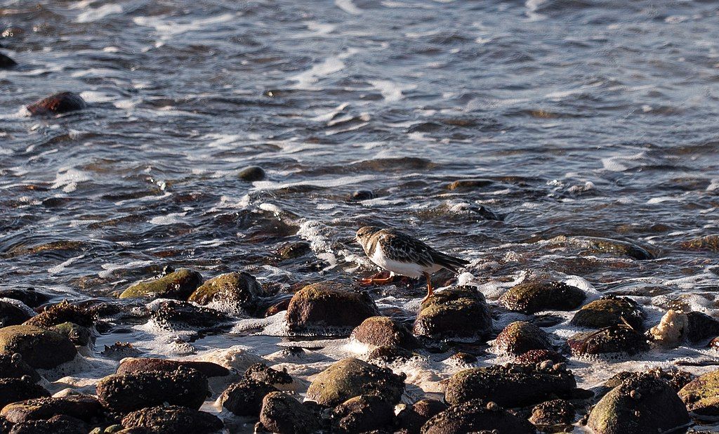 A bird on Napatree Point Conservation Area's rocky shore