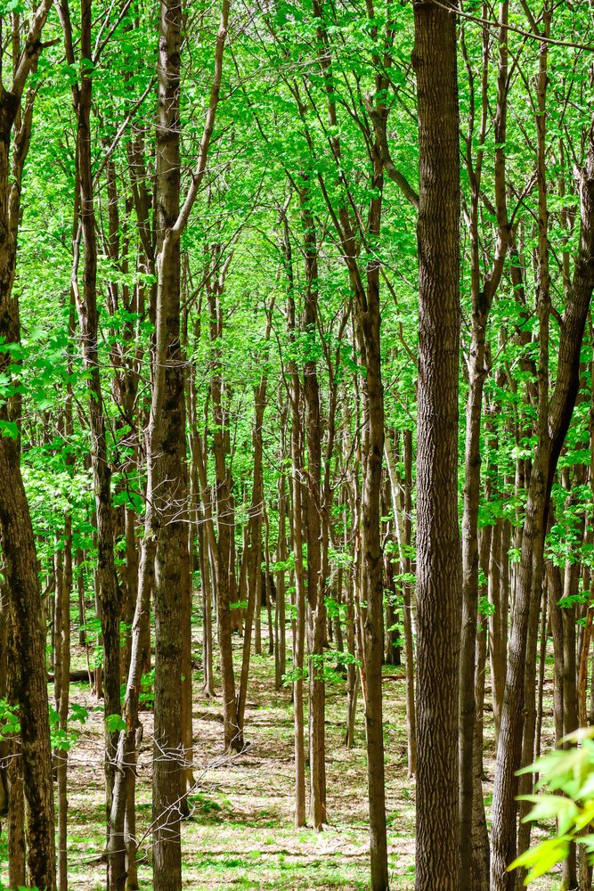 Nature trail at Rib Mountain State Park