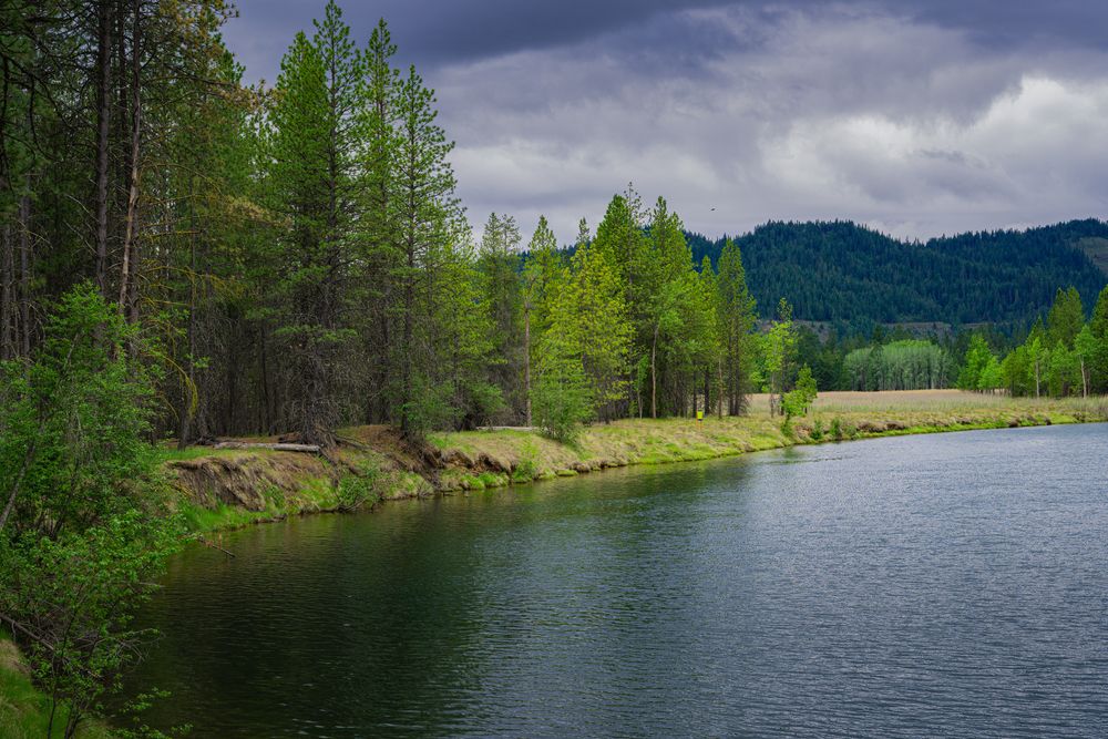 Trees on Coeur d’Alene River's shoreline
