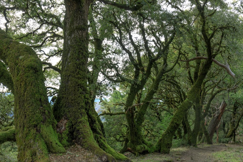 View of Russian Ridge Open Space Preserve