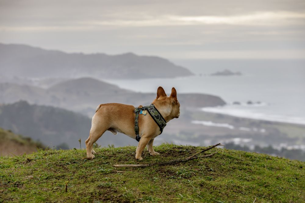 A dog at Milagra Ridge