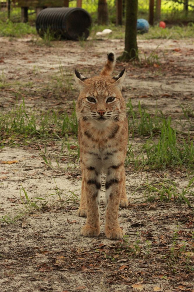 Female Bobcat in Wildlife Survival Sanctuary