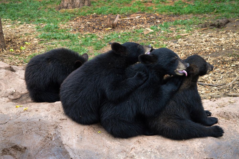 Group of bears in Bearizona Wildlife Park