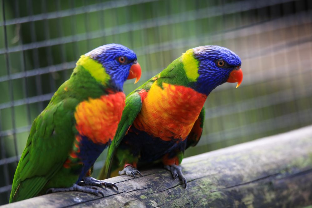Two parrots at Zoo de Martinique