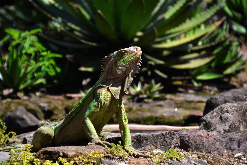 Iguana at Zoo de Martinique