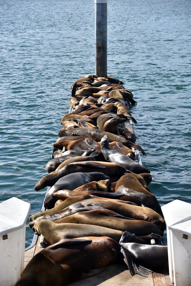 Sea Lions in Marina del Rey