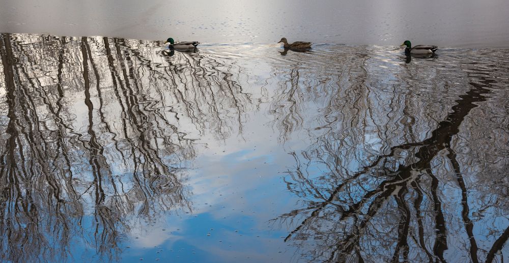 Ducks on Wheeler Historic Farm's pond