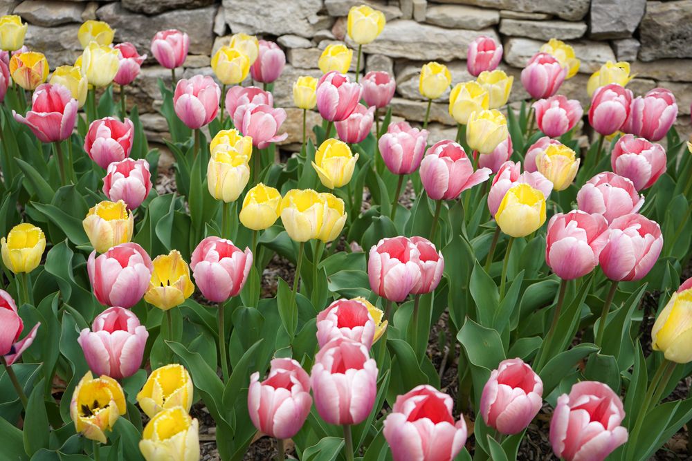 Pretty flowers in Wamego City Park