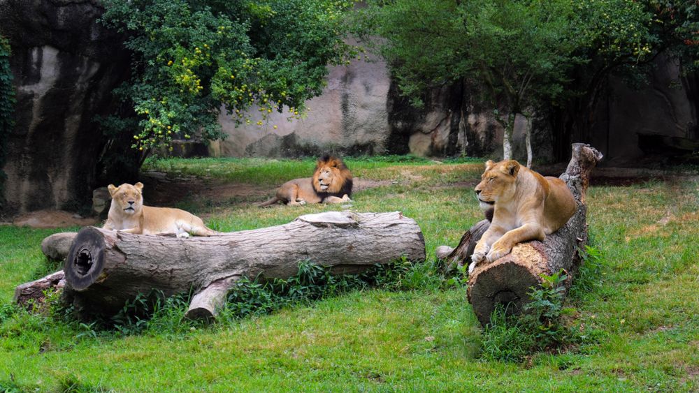 Lions at the Memphis Zoo