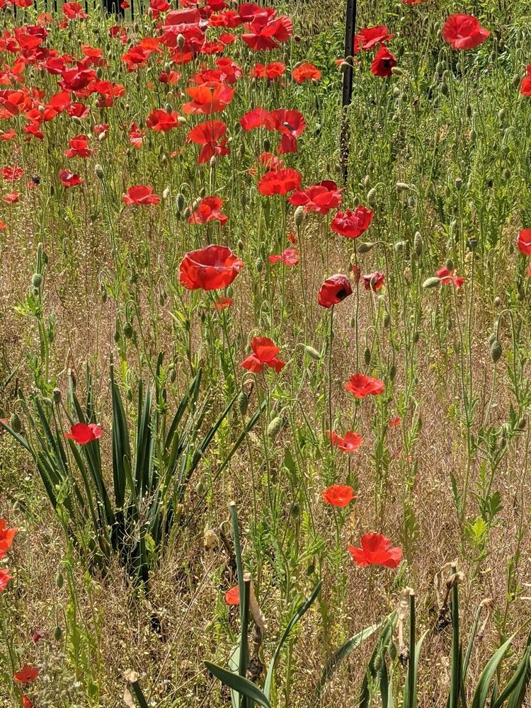 Wild poppies at the Gardens at Elm Bank