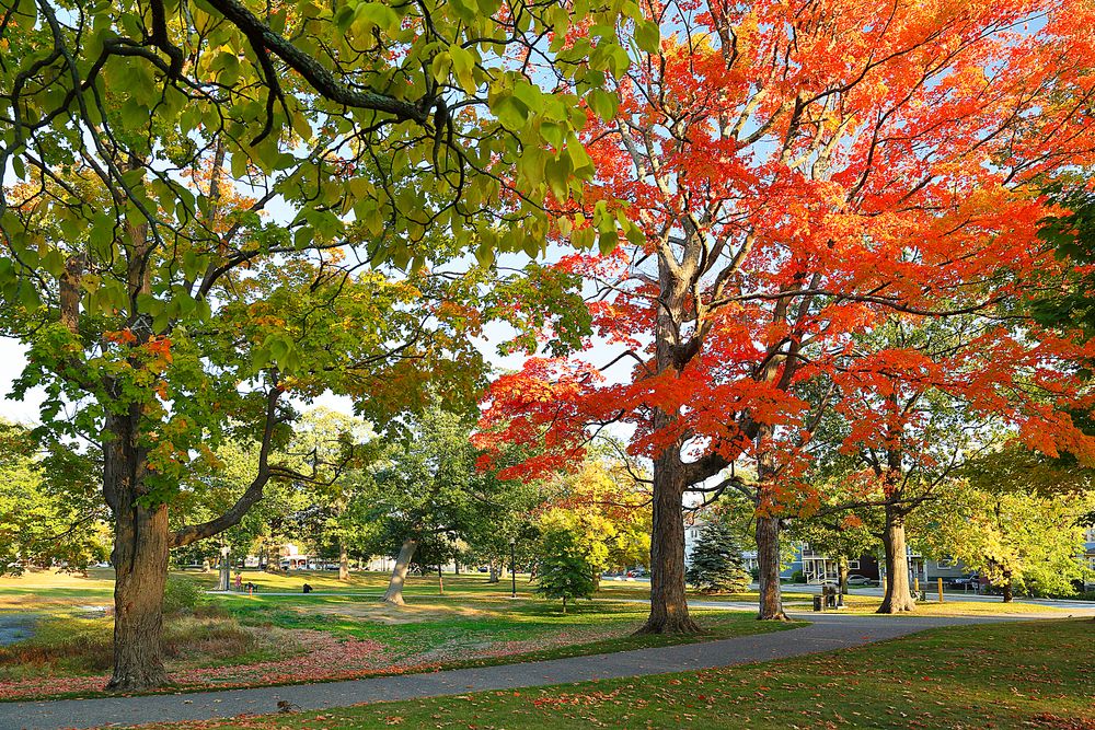 Trail with foliage at Elm Park