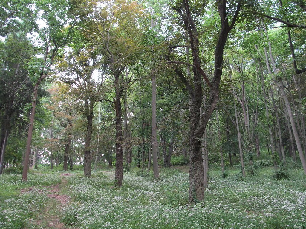 Nature trail at Hadwen Arboretum
