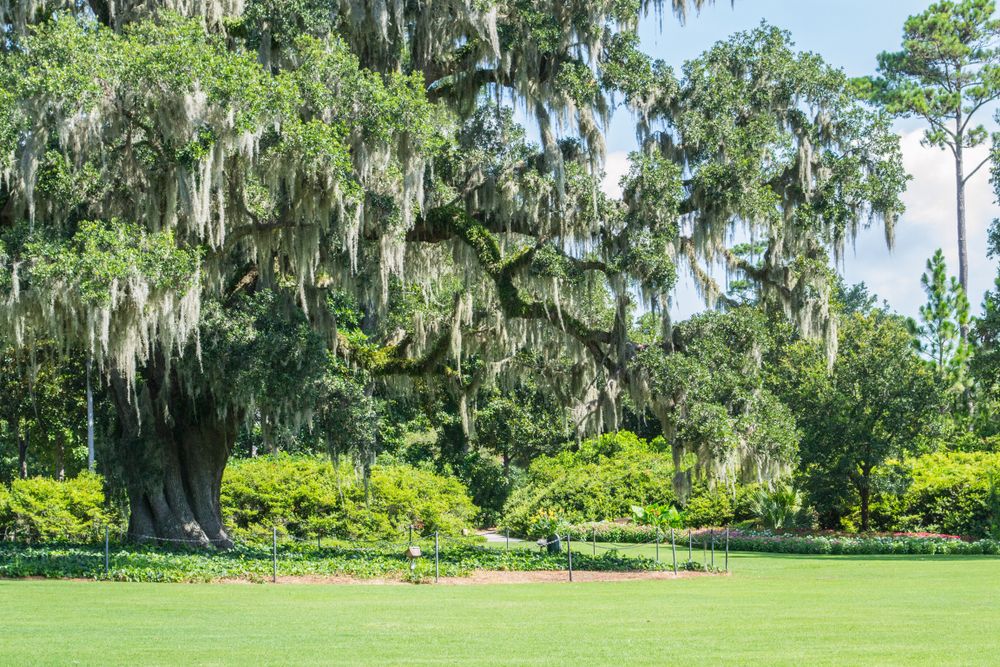 The grounds of Airlie Gardens