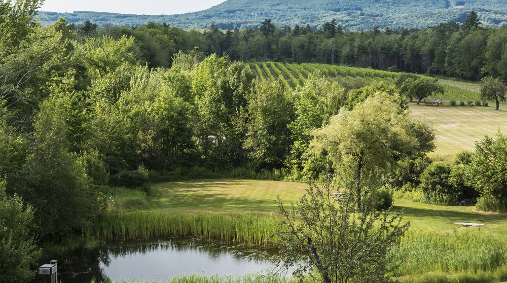 Landscape of Cellardoor Winery vineyard
