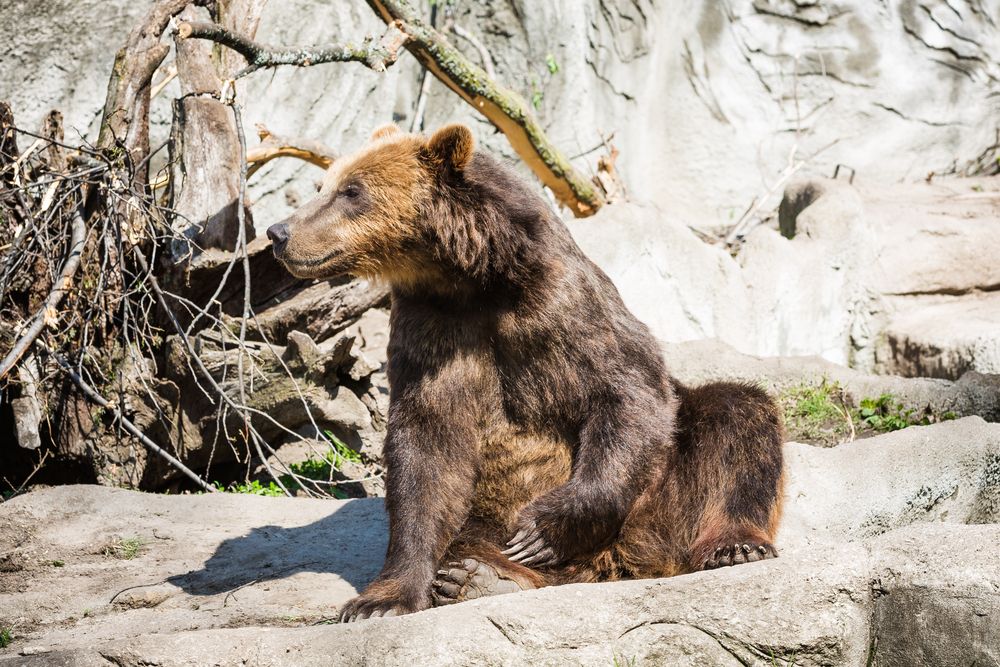 A bear at Detroit Zoo