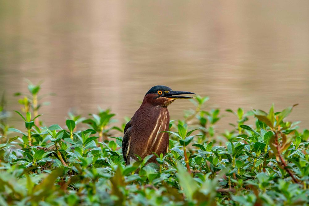 A little heron at Greenfield Park