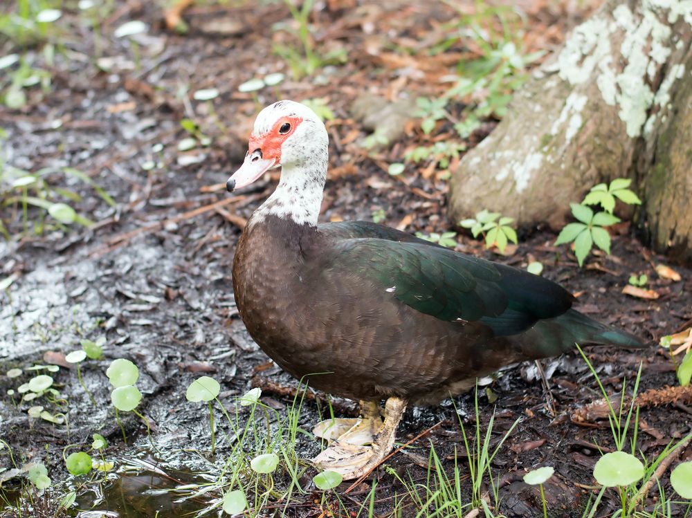 A duck at Greenfield Park