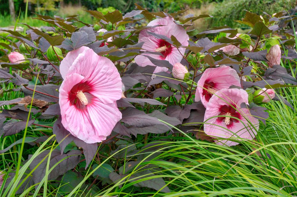 Hibiscus flowers at New Hanover County Arboretum