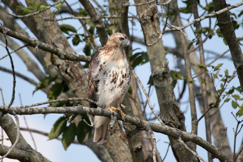 A bird at Shawangunk Grasslands National Wildlife Refuge