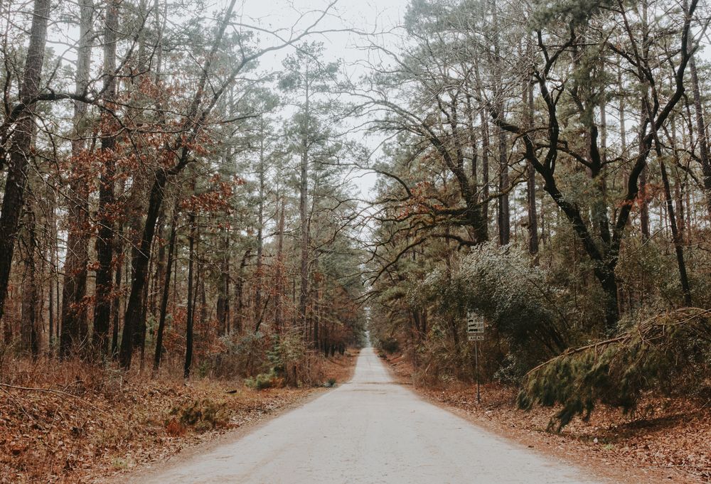 View of Davy Crockett National Forest