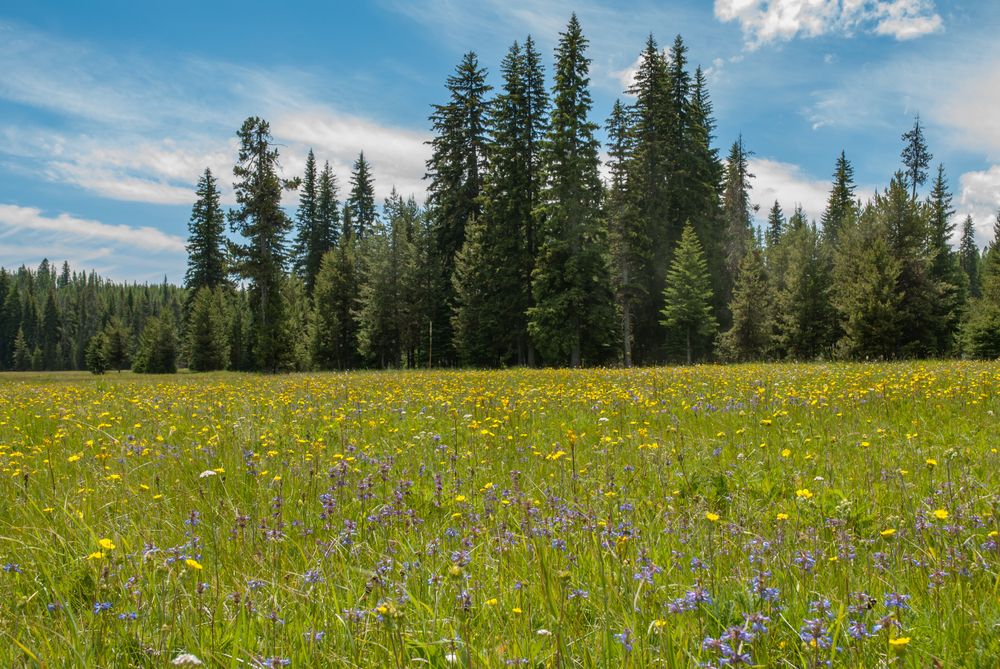 View of Umatilla National Forest