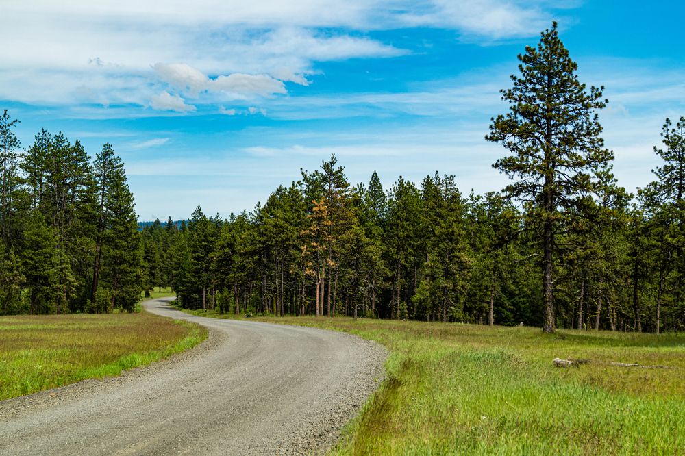 View of Umatilla National Forest