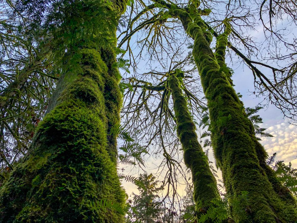 Tall trees at Saint Edward State Park