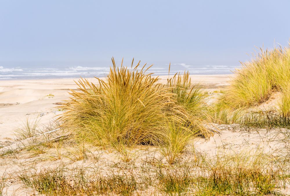 Beachgrass at Driftwood Beach State Recreation Site