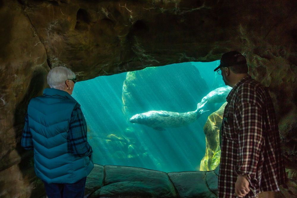 Swimming seals in Oregon Coast Aquarium