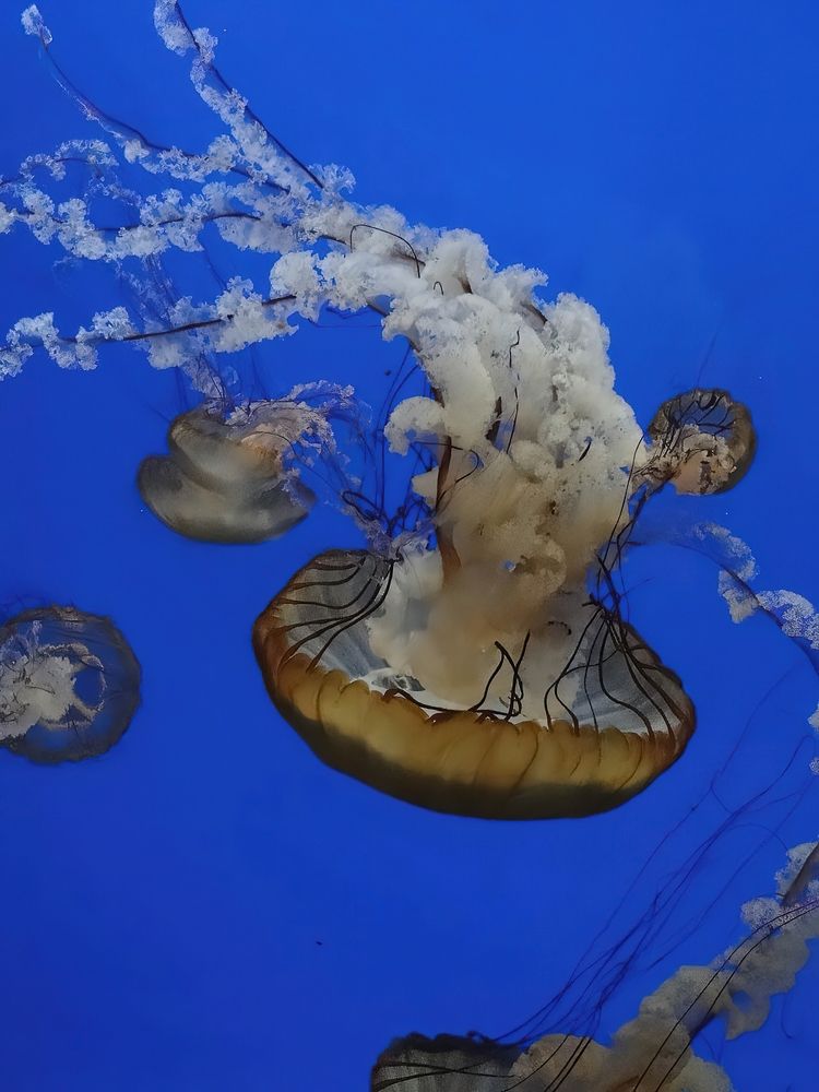 Sea nettle jellyfish in Oregon Coast Aquarium