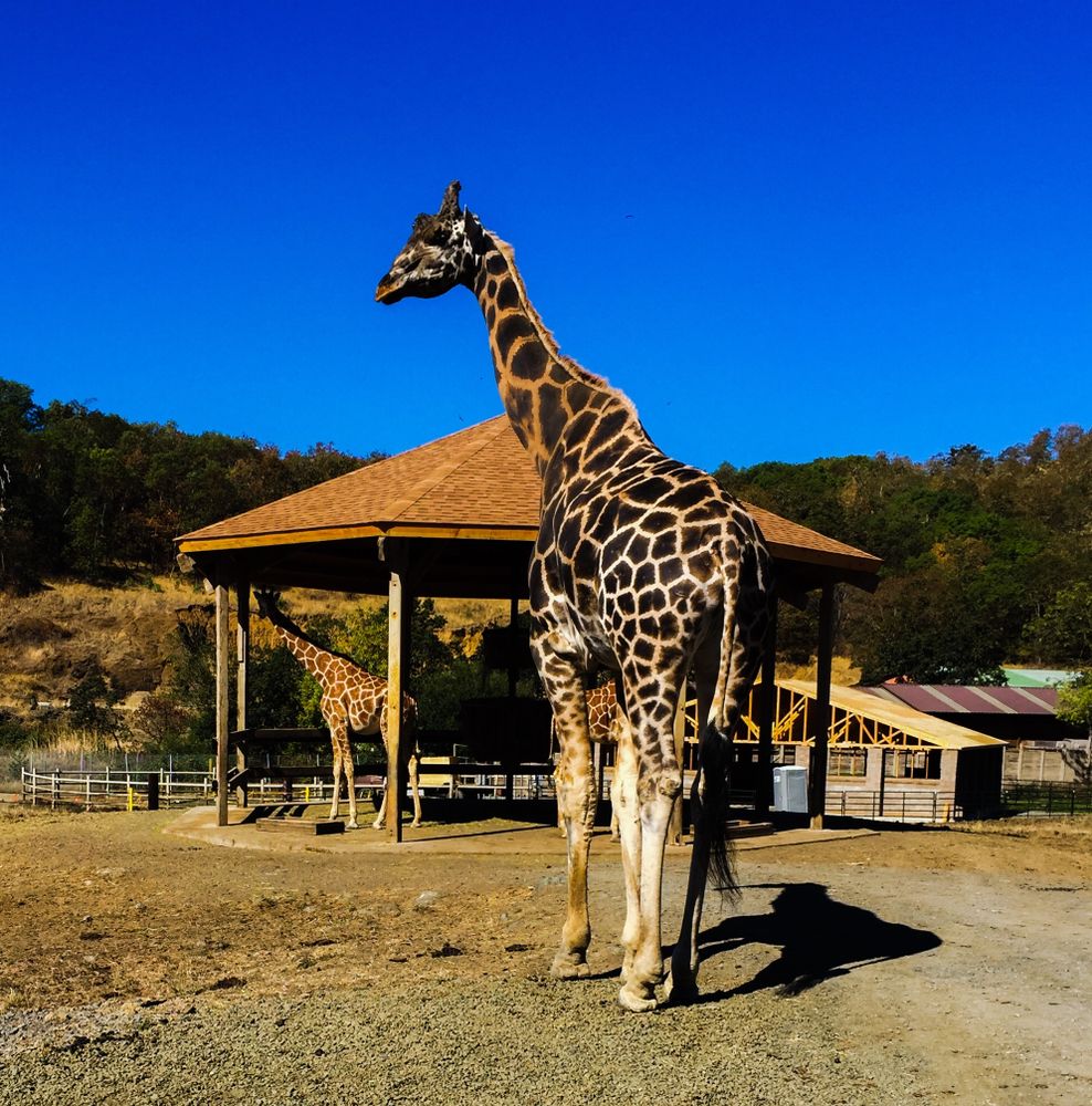 A giraffe at Wildlife Safari