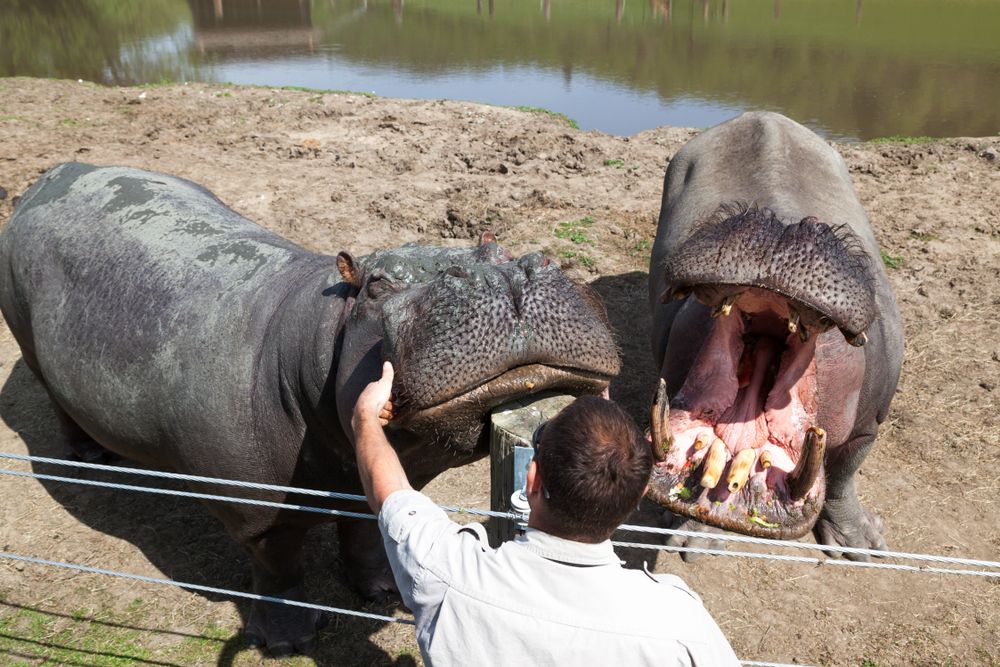 A person feeding two hippopotamus at Wildlife Safari