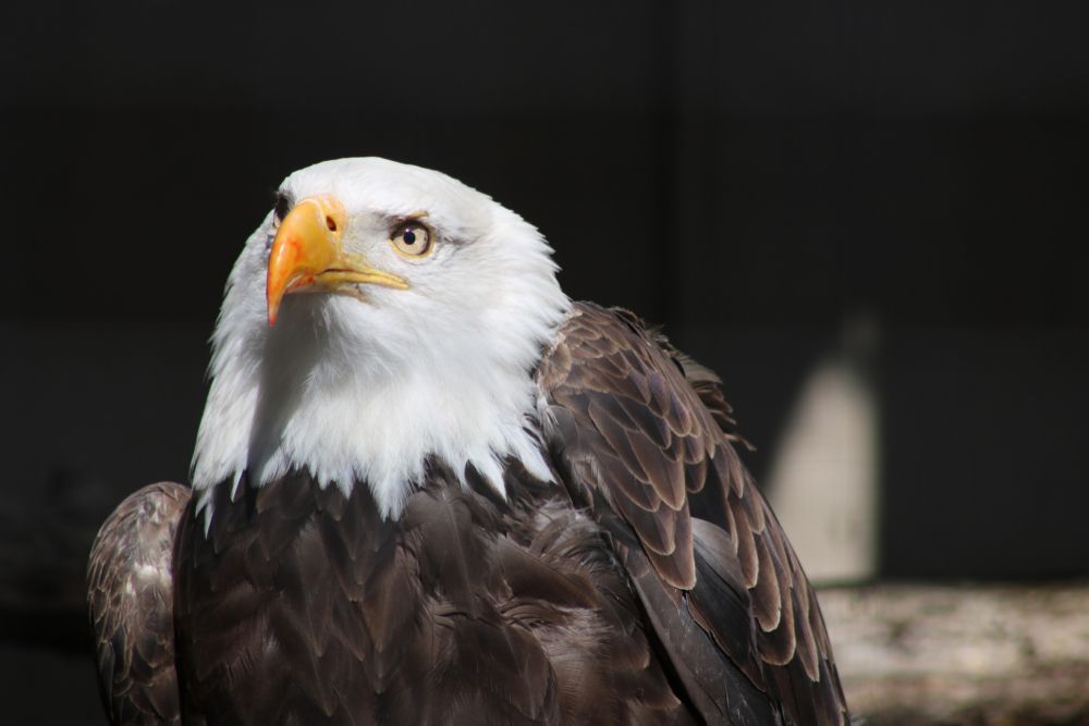 A bald eagle at Wildlife Safari