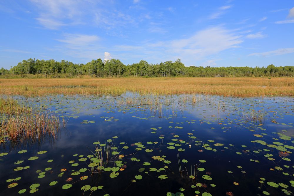 Daytime view of Grassy Waters Preserve