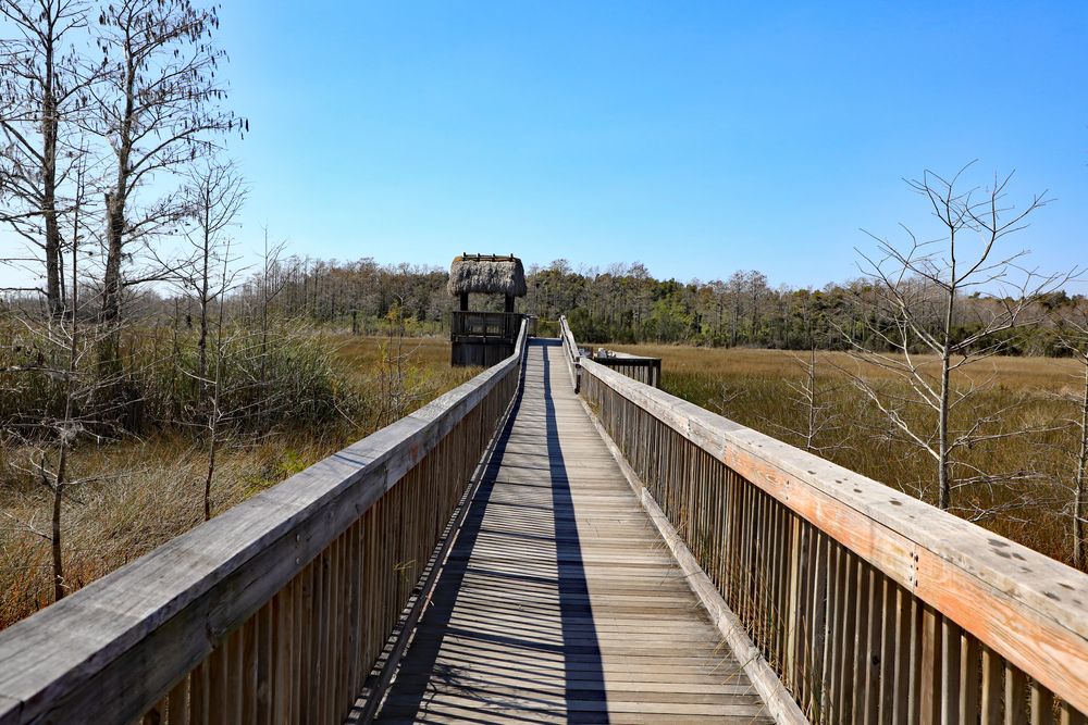 Boardwalk trail at Grassy Waters Preserve