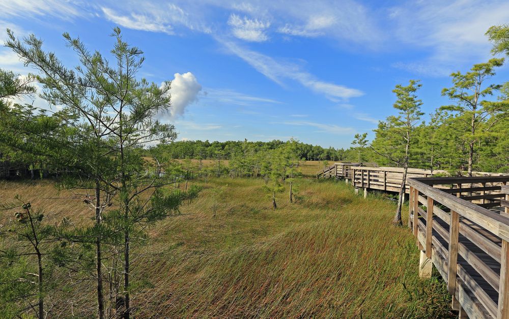 Nature view from Grassy Waters Preserve's boardwalk