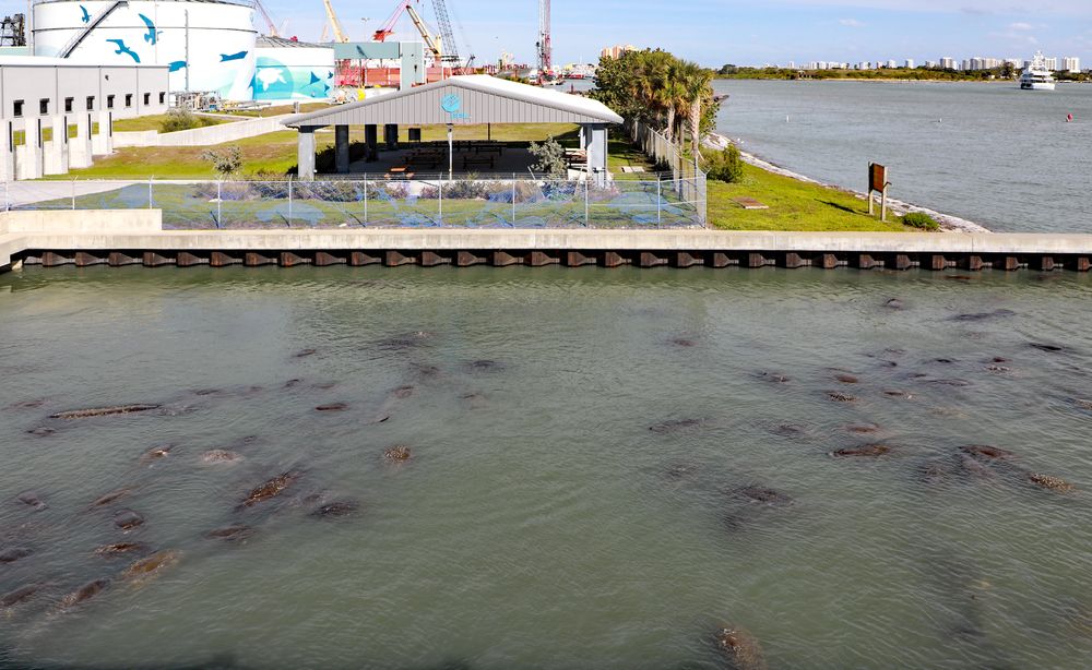 Manatees swimming near Manatees Lagoon