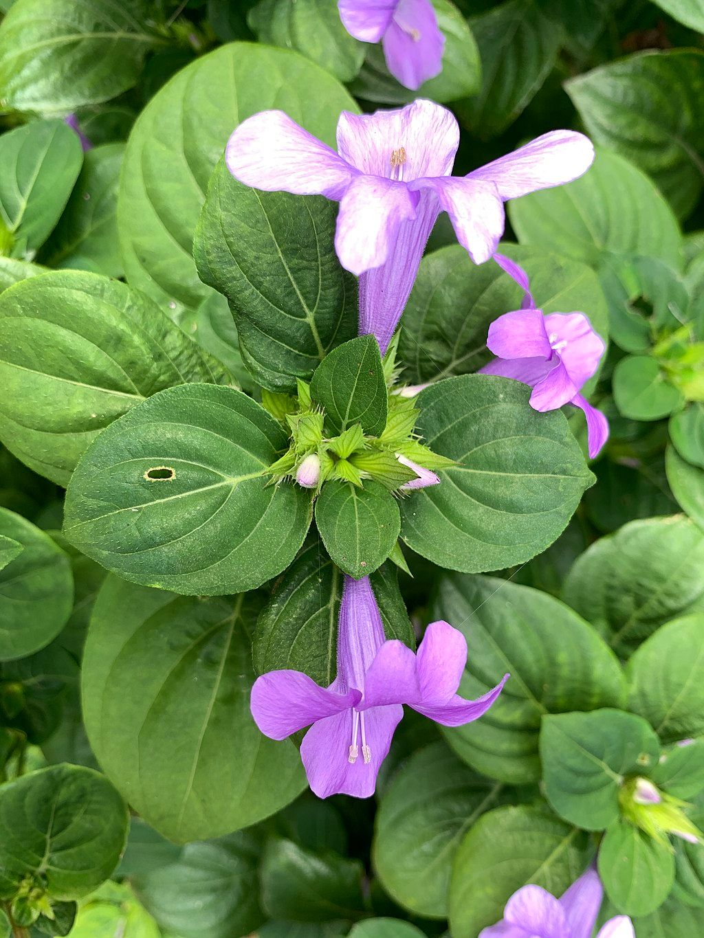 Beautiful flowers at Mounts Botanical Garden