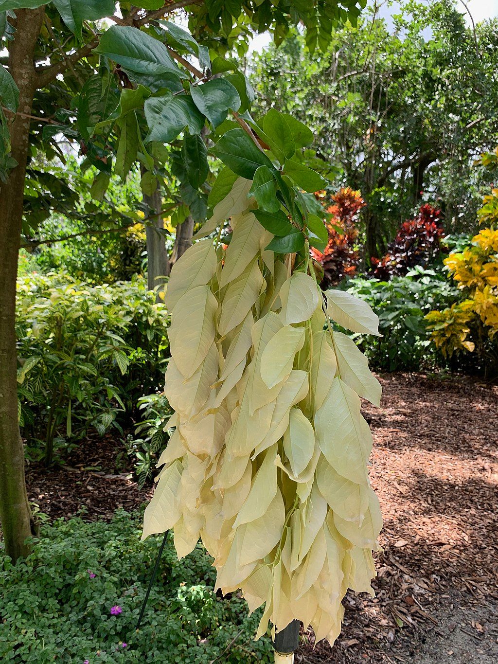 Handkerchief tree at Mounts Botanical Garden