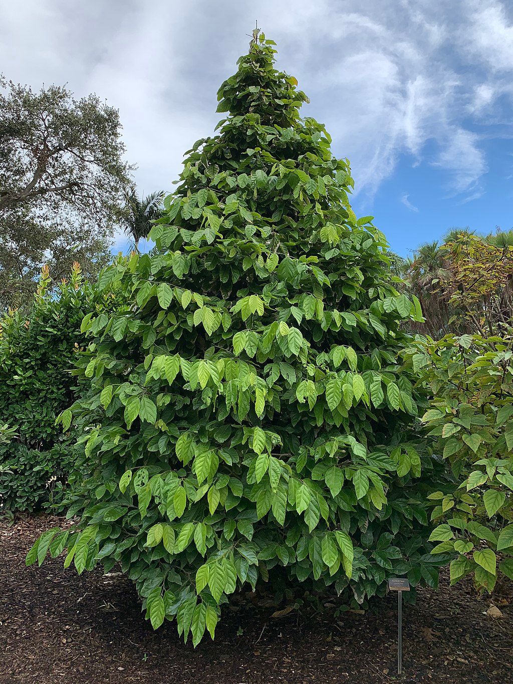 A tree at Mounts Botanical Garden