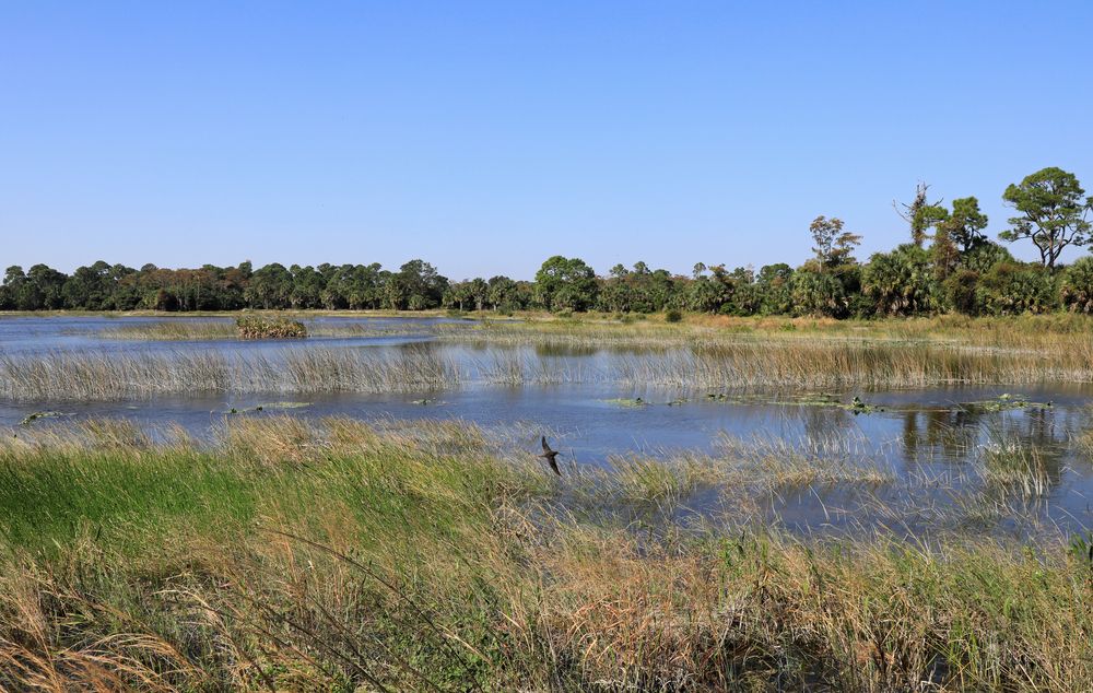 Marsh at Winding Waters Natural Area