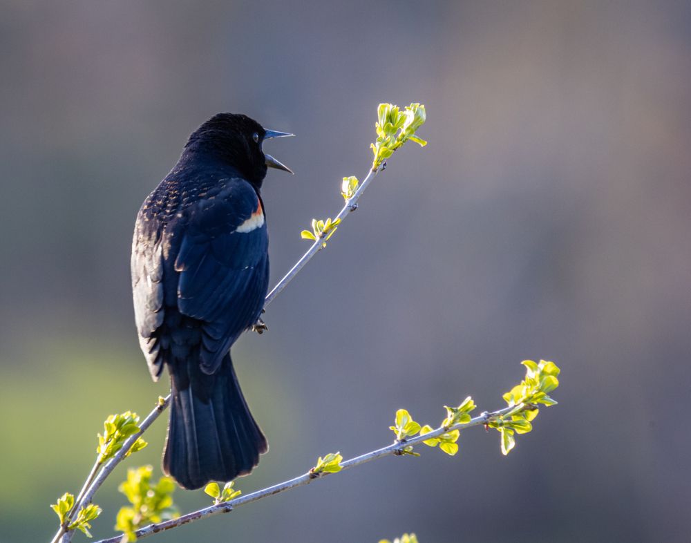 Birds at Knox Farm State Park